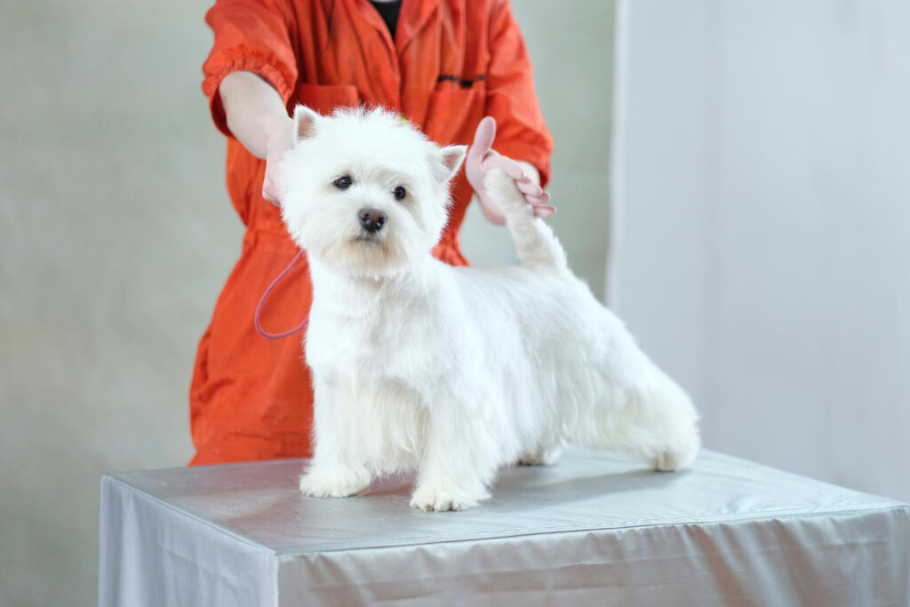 sterilizare-bichon-1