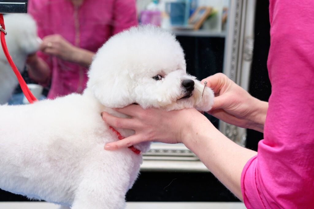 sterilizare-bichon-3
