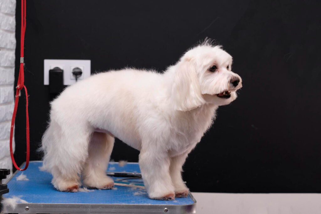 sterilizare-bichon-4