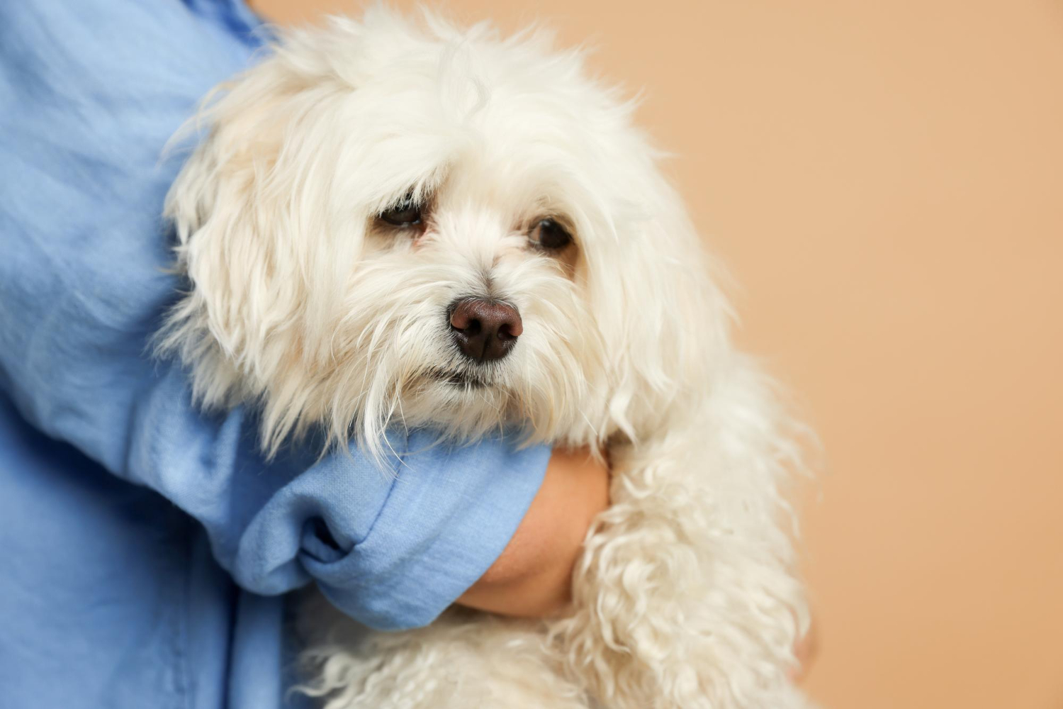 sterilizare-bichon