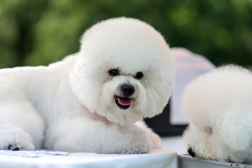 tremurat-caine-bichon-4