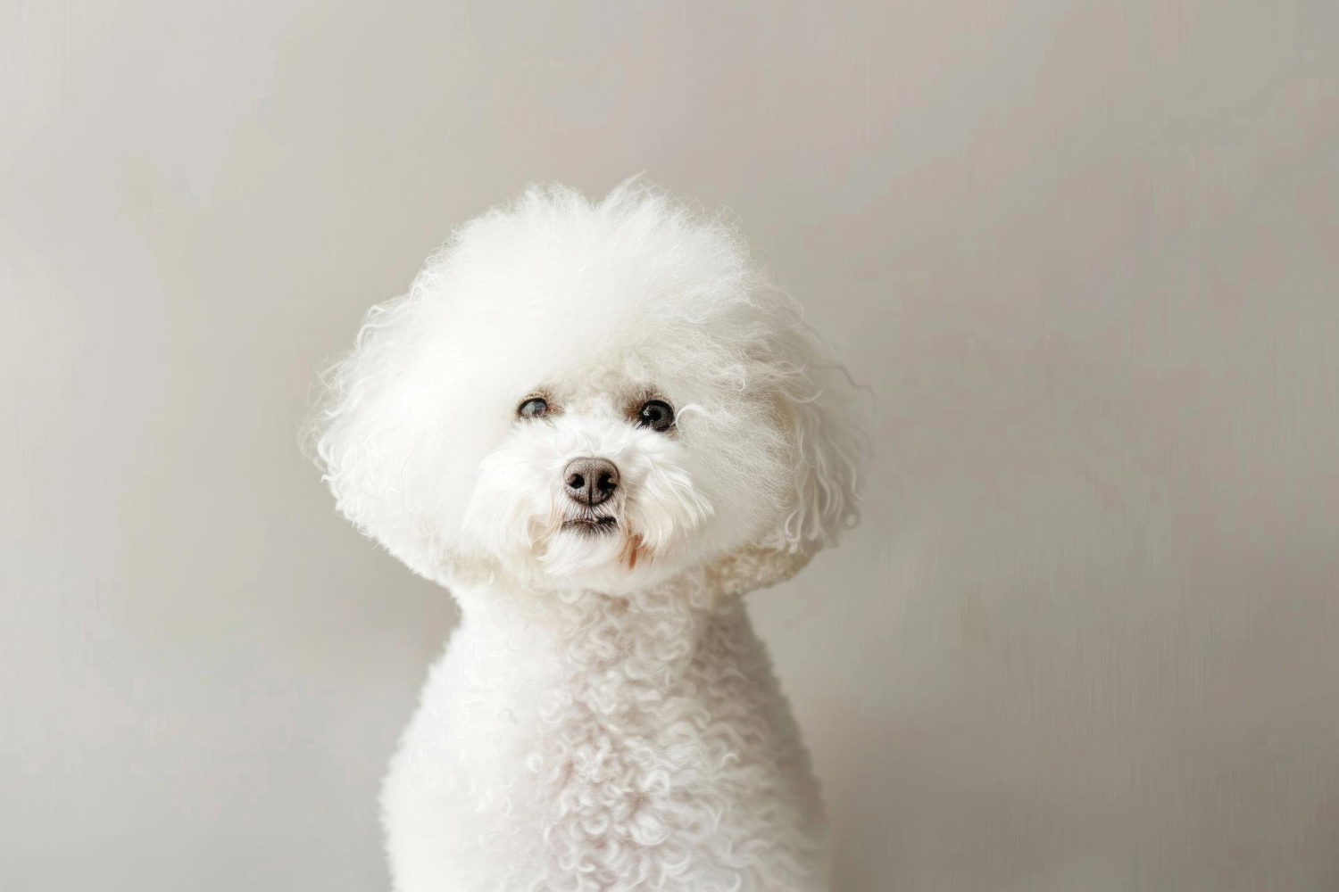 tremurat-caine-bichon