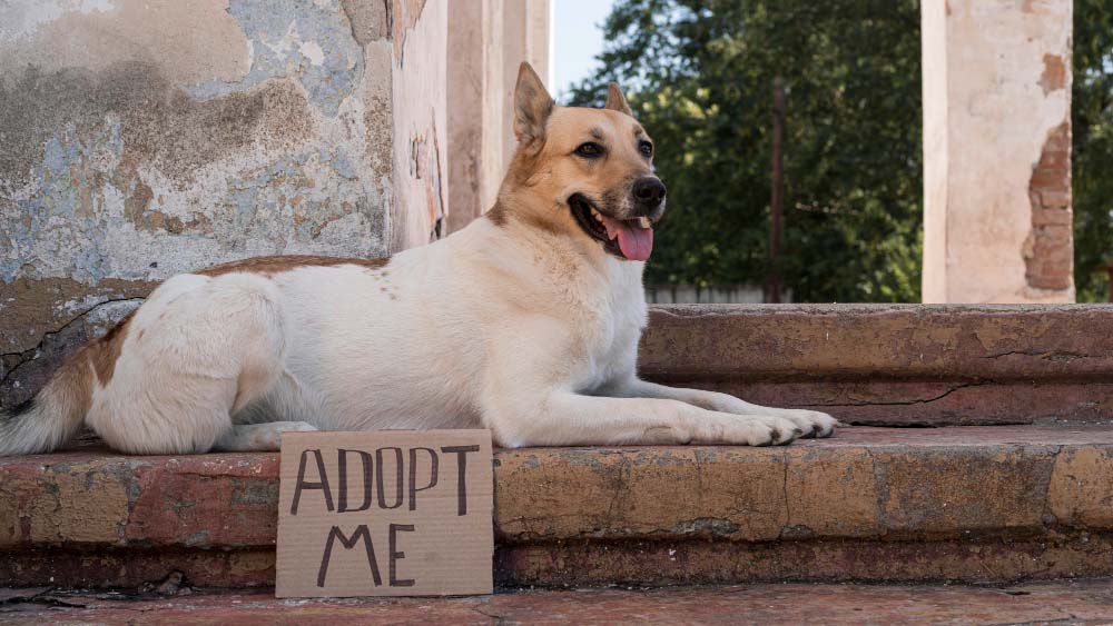 Îngrijirea unui animal cu nevoi speciale