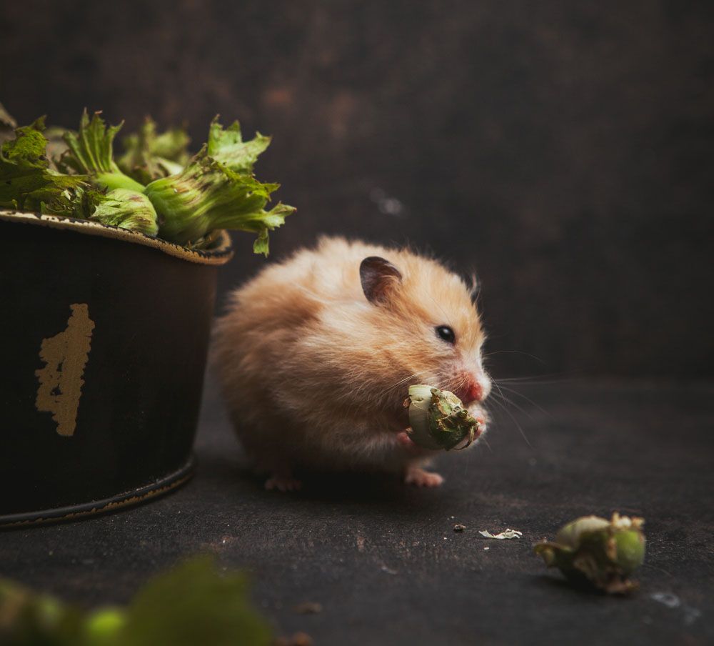 Îngrijirea de bază a hamsterilor