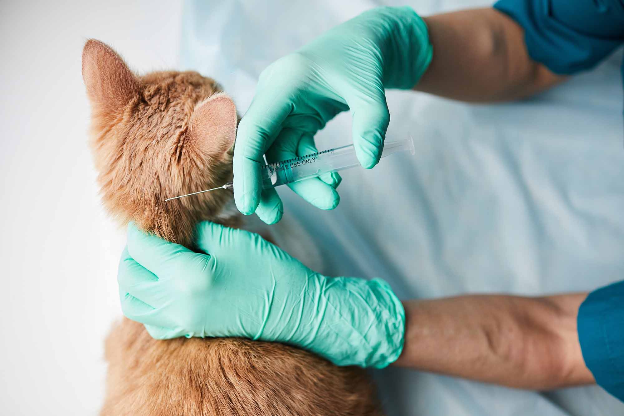 Chirurgia Veterinară și Controlul Durerii