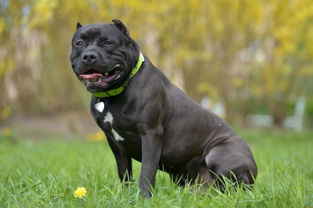 cea-mai-buna-mancare-pentru-cane-corso-3