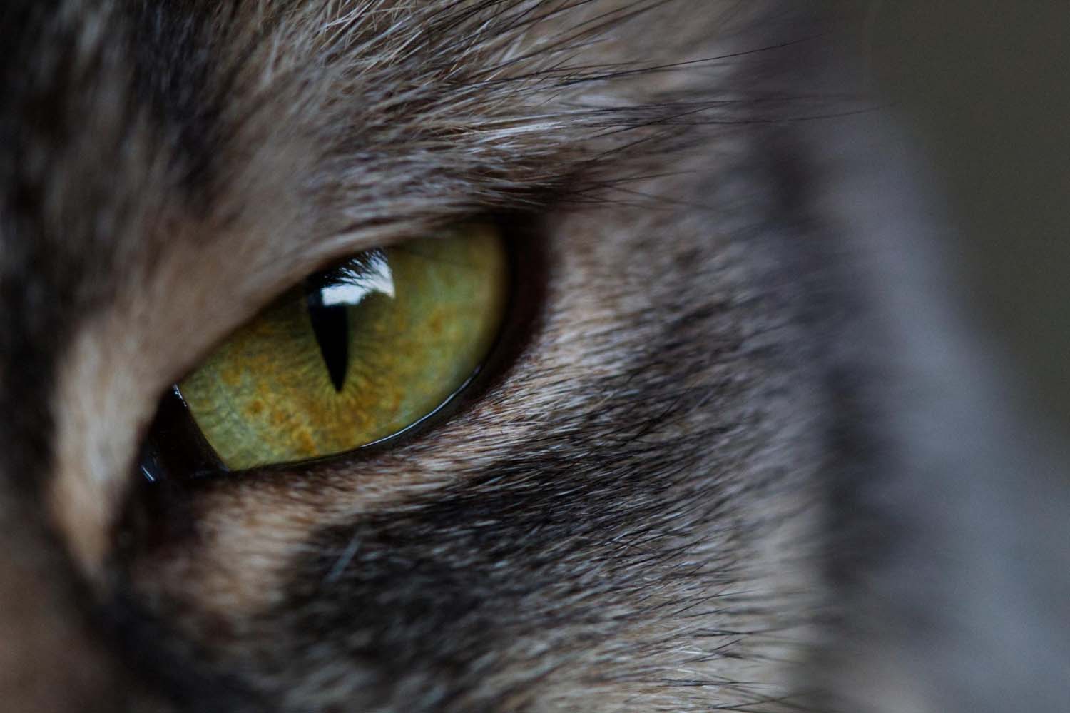 Chirurgia oftalmologică la animale