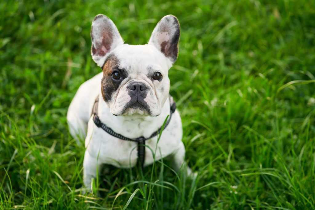 dermatita-buldog-1