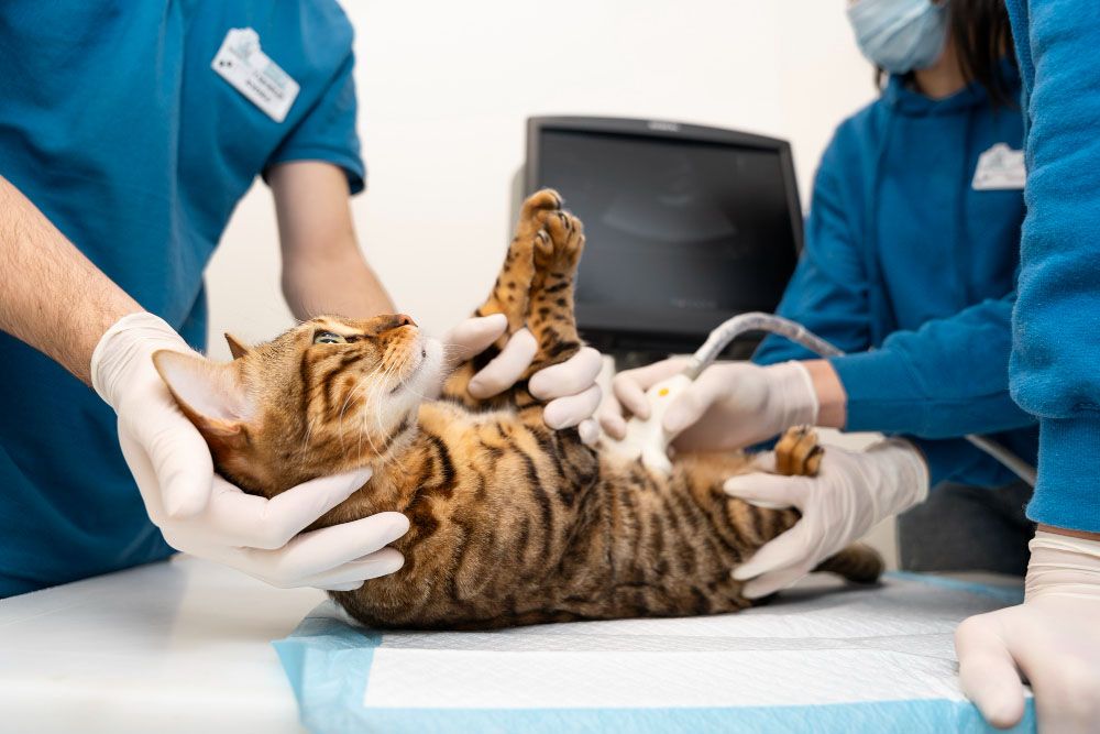 Beneficiile ecografiei și sarcina la animale