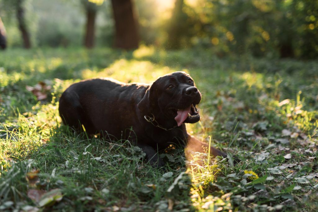 labrador-vomita-2