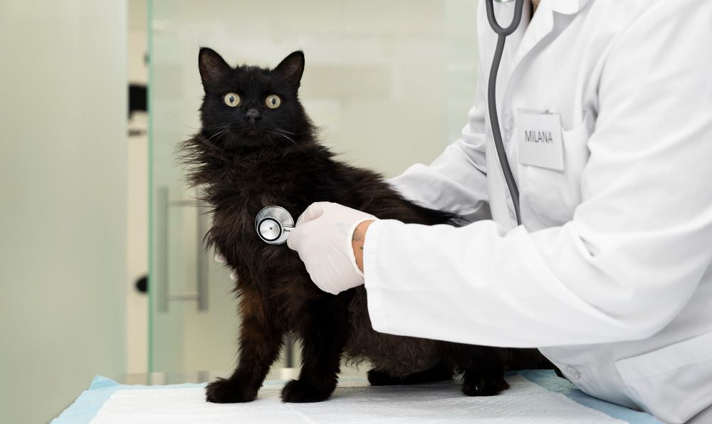 Vaccinarea pisicilor contra leucemiei feline