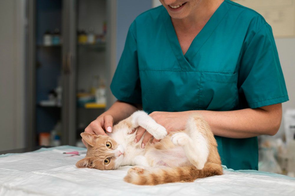Vaccinarea pisicilor contra leucemiei feline