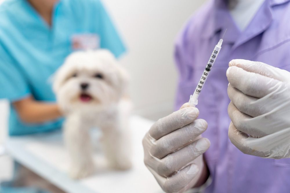Vaccinurile pentru puii de câine