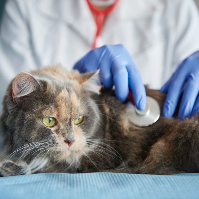 Identificarea și tratarea alergiilor la animale