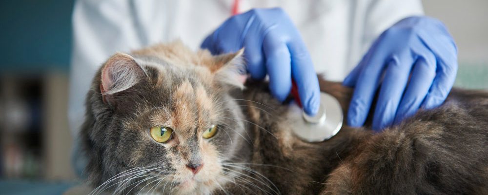 Identificarea și tratarea alergiilor la animale