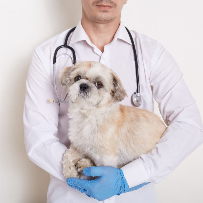 Rolul unui medic veterinar