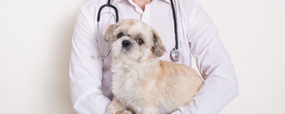 rolul unui medic veterinar