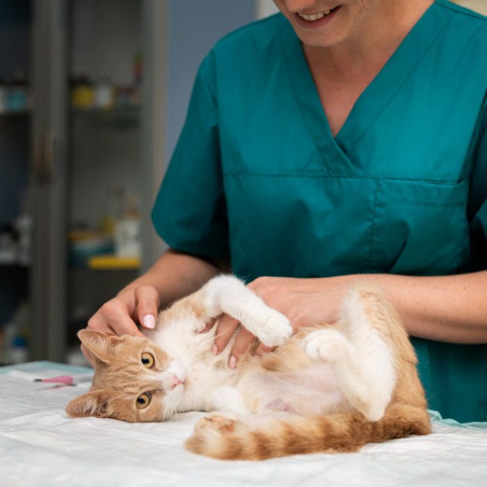 Afecțiuni ortopedice comune la animale