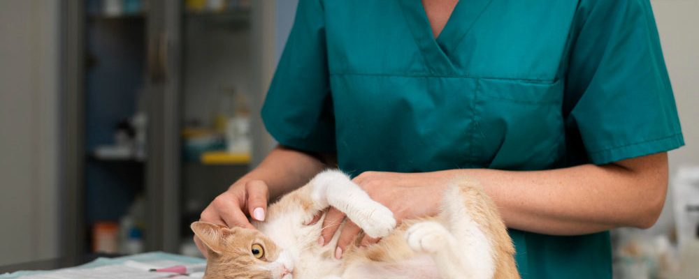 Afecțiuni ortopedice comune la animale