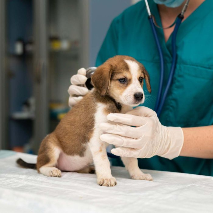 Prima vizită la veterinar
