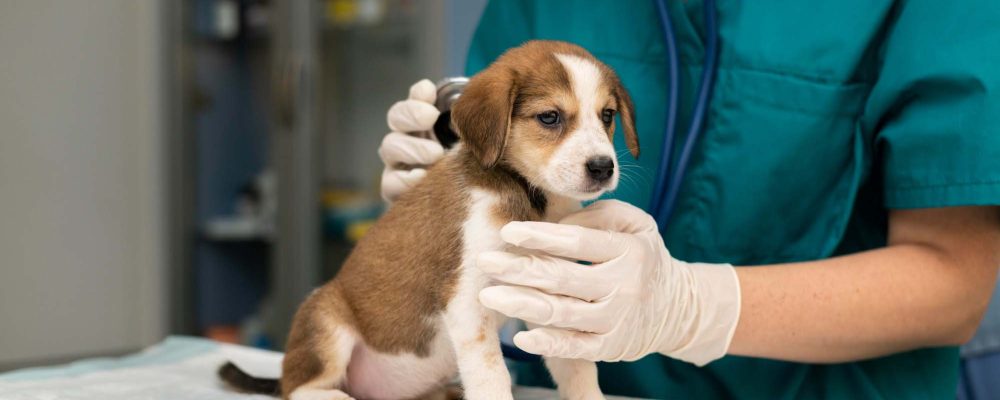 cabinet-veterinar-sector-4