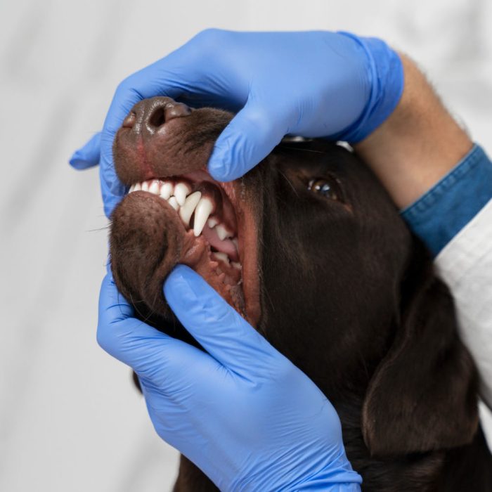 Ingrijirea dentara la animale