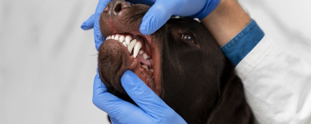 ingrijirea dentara la animale