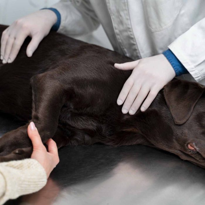 Servicii de internare pentru animale
