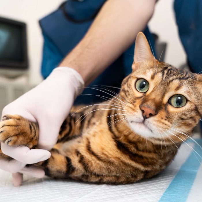 Servicii de Sterilizare și Castrare