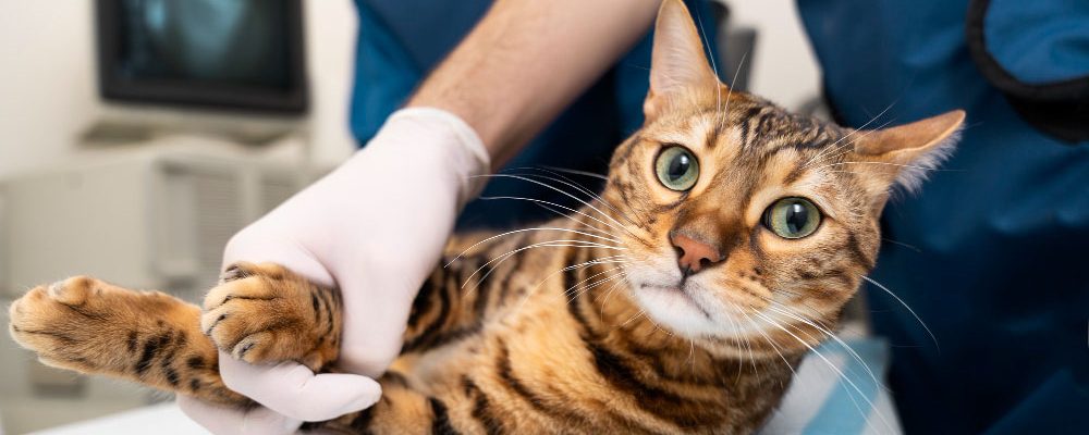 servicii de sterilizare si castrare