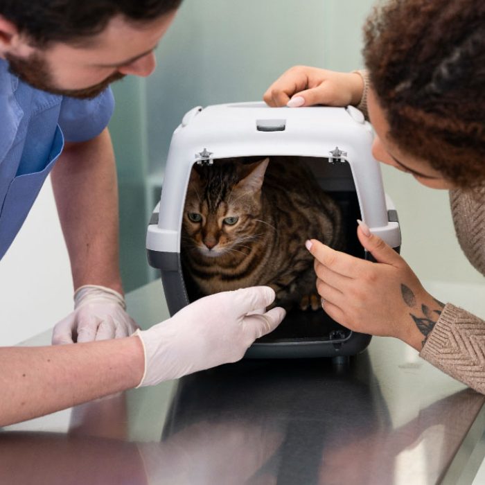 Consultații în Ortopedia Veterinară