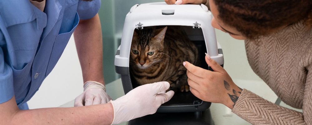 Consultații în Ortopedia Veterinară