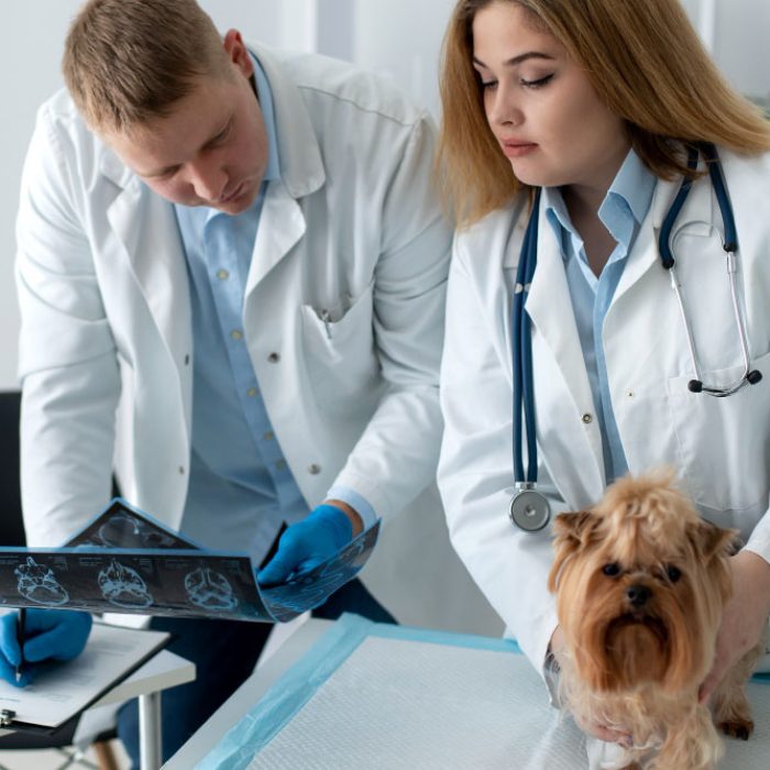 Utilizarea ecografiei în ortopedia veterinară