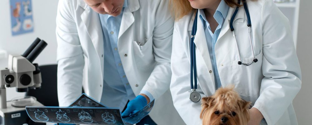 Utilizarea ecografiei în ortopedia veterinară