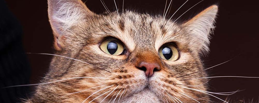 cabinet-veterinar-non-stop-sector-4-Bucuresti