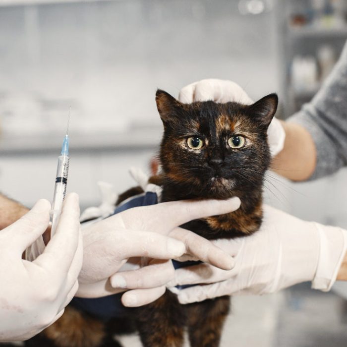 Program de vaccinare la pisici