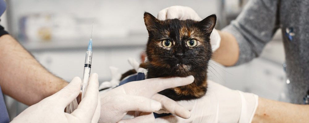 Servicii veterinare Bucuresti,Program de vaccinare la pisici