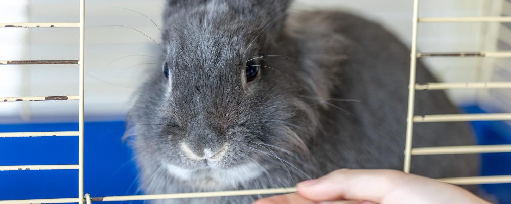 probleme comune de sanatate la iepuri