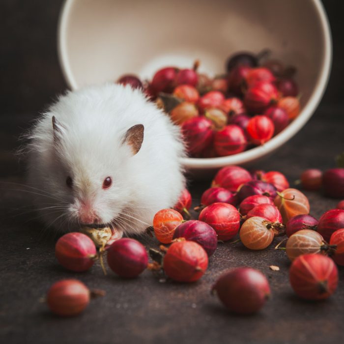 Îngrijirea de bază a hamsterilor