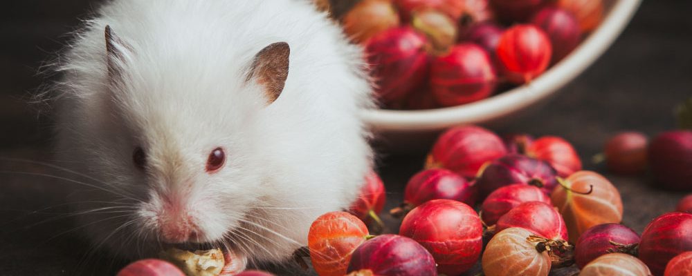 Îngrijirea de bază a hamsterilor