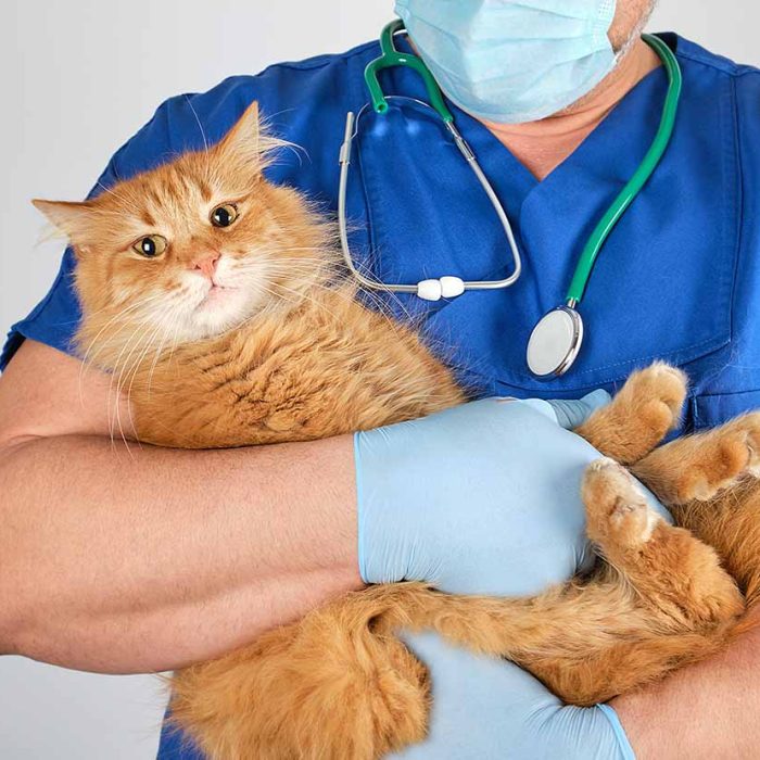 Chirurgia Veterinară și Controlul Durerii