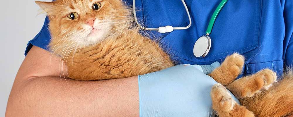 Chirurgia Veterinară și Controlul Durerii