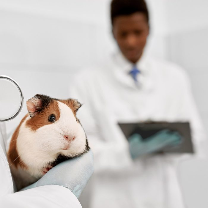 Sfaturi utile pentru îngrijirea animalelor