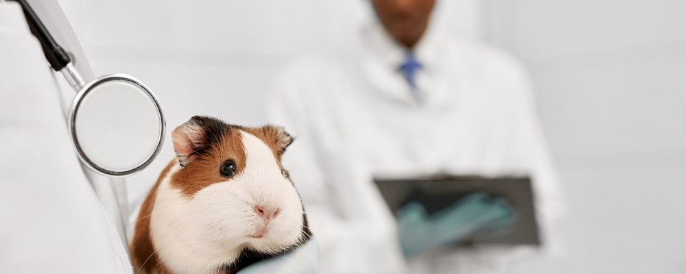 Sfaturi utile pentru îngrijirea animalelor
