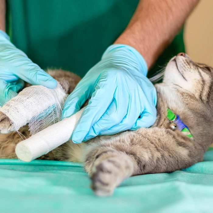Chirurgia veterinară înainte și după operație