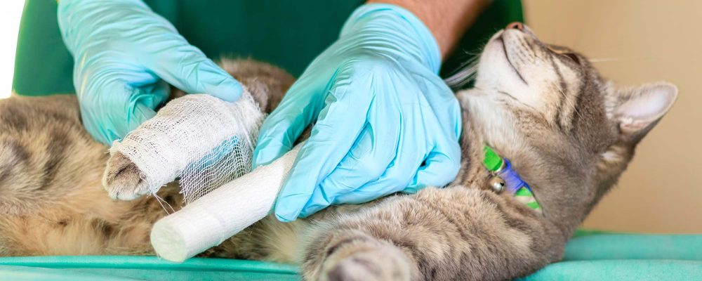 Servicii veterinare Bucuresti,Chirurgia veterinară înainte și după operație