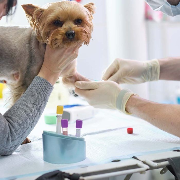 Importanța testelor de sânge la animale