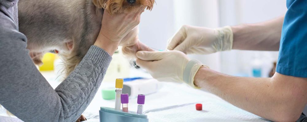 Importanța testelor de sânge la animale