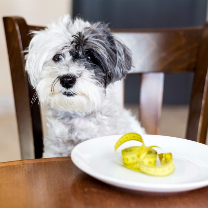 Alimentație Bichon: Ghid 2026 pentru longevitate și o blană impecabilă