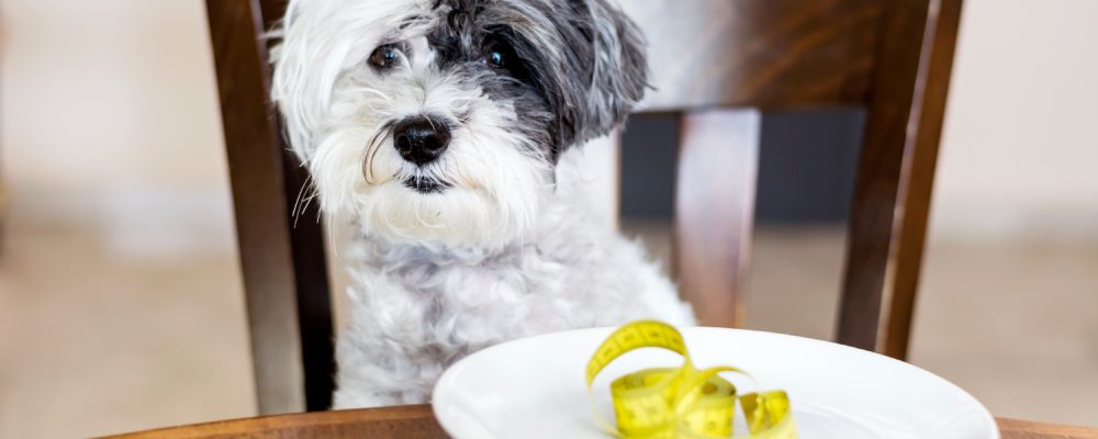 alimentatie-bichon